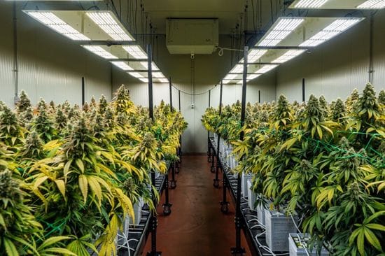 Cannabis Cultivation Facilities: All About Cannabis Cultivation Drying Facilities